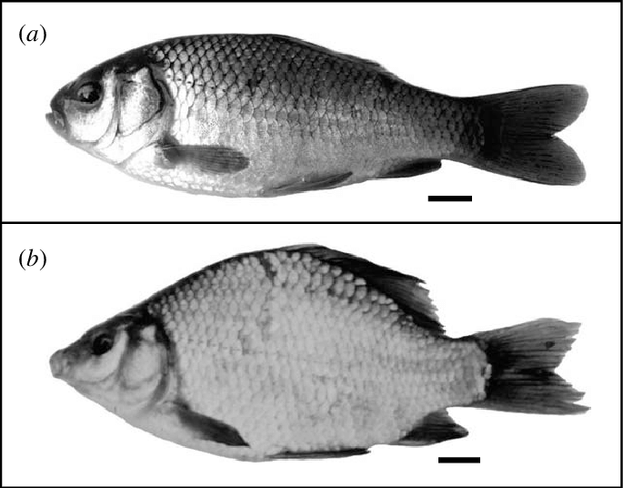Crucian Carp From Ponds With And Without Predators - Phenotypic Plasticity Examples (685x536), Png Download