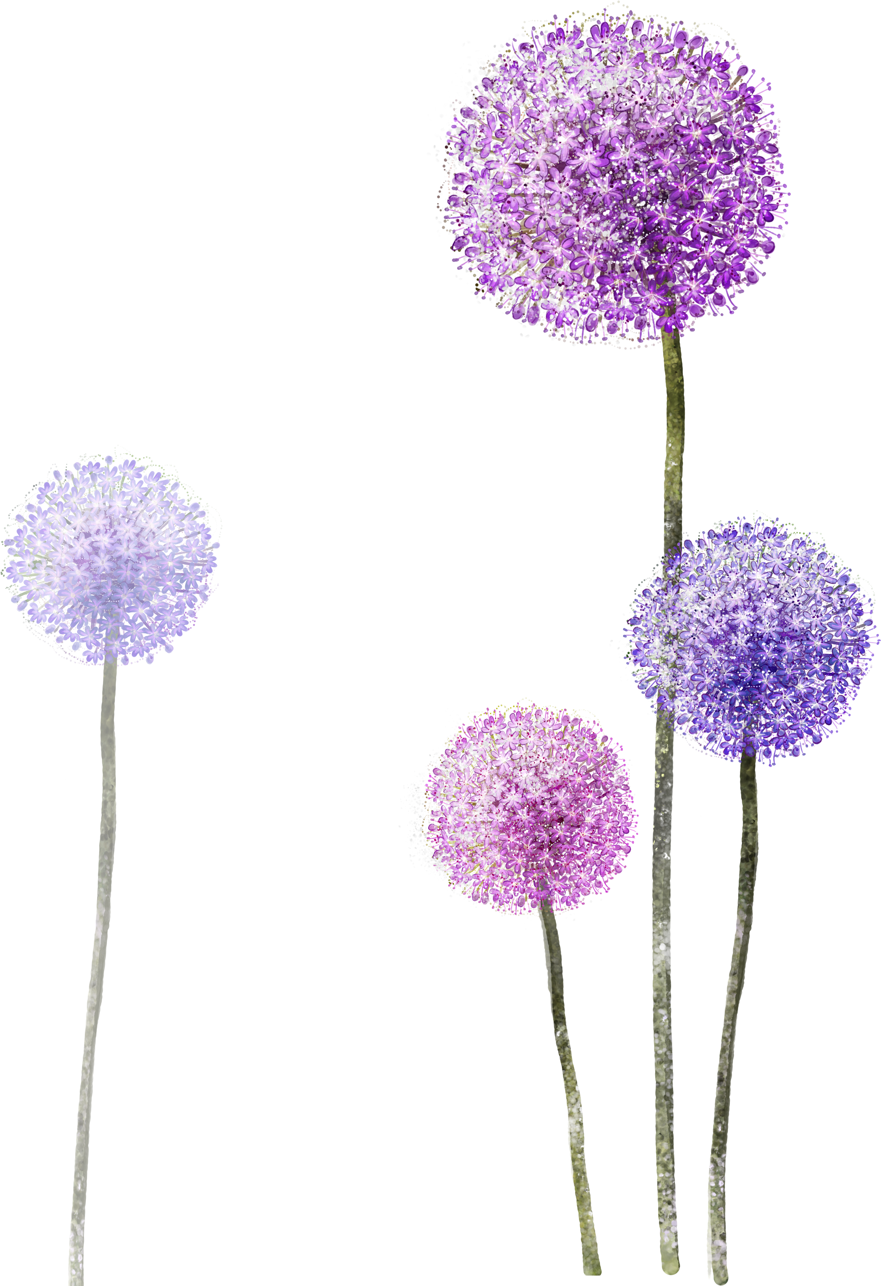 Purple Paper Wallpaper Dandelion Hq Image Free Png - Purple Dandelion Png (3189x4961), Png Download