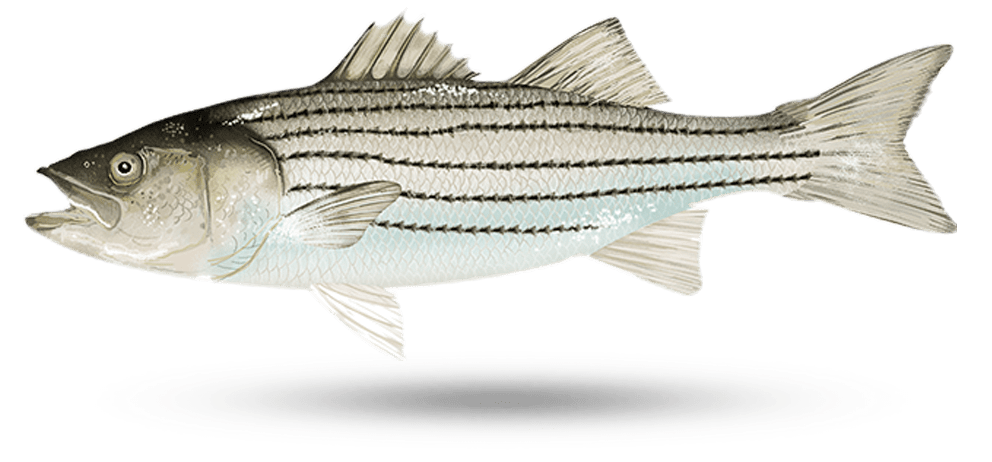 White Striped Bass - Atlantic Striped Bass (1000x1000), Png Download