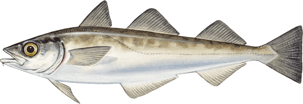 Alaskan Pollock Theragra Chalcogramma El - Theragra Chalcogramma (1000x344), Png Download