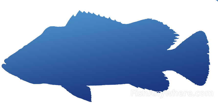 Peacock Bass - Decal (892x423), Png Download