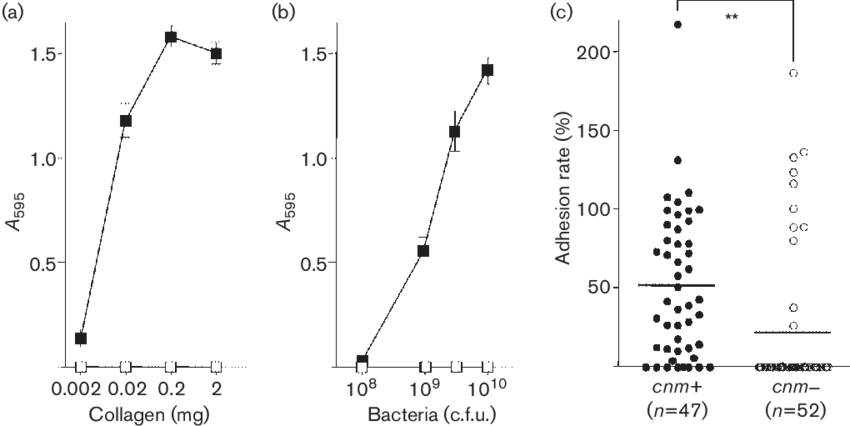Collagen-binding Properties Of S - Diagram (850x426), Png Download