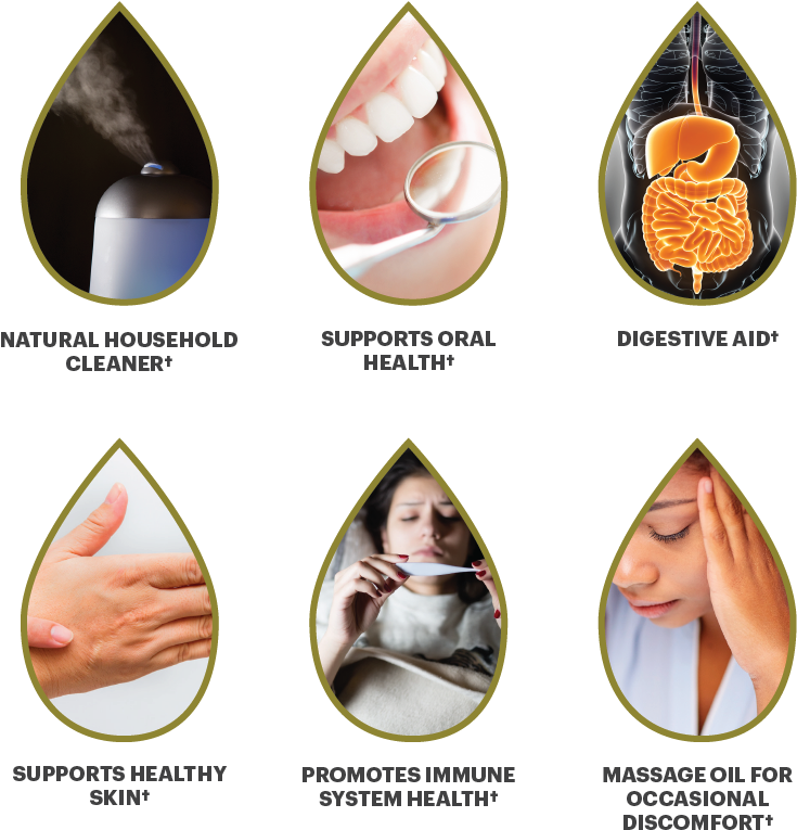 Certified Organic Essential Oil Master Kit - Prodentist Stainless Steel Dental Tool Kit Includes (835x888), Png Download