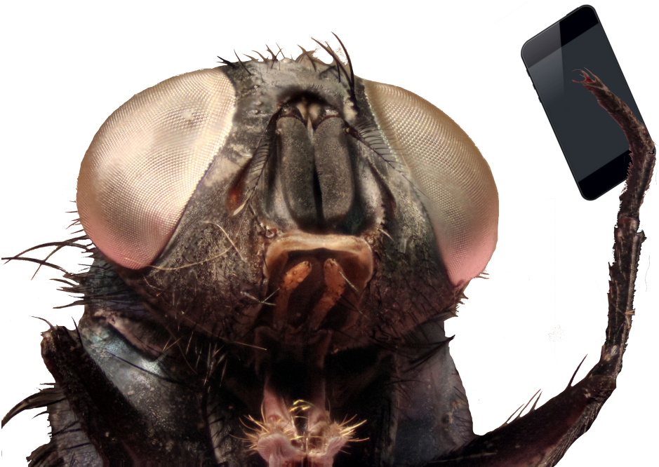 27 Mar - Close-up (1000x665), Png Download