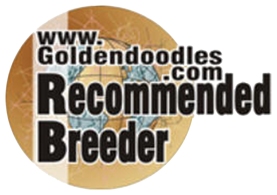 Goldendoodle Awards And Accreditations - Goldendoodle (902x635), Png Download
