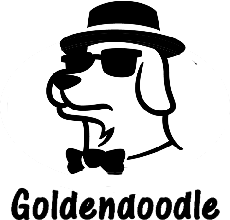 2019 Goldendoodle - Dog (800x600), Png Download