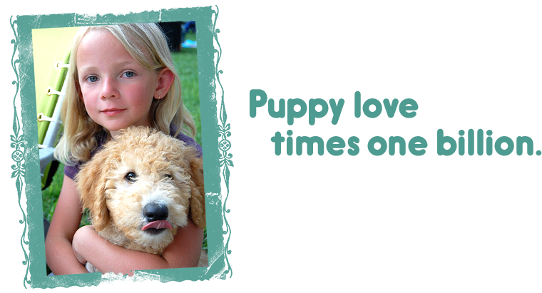 Puppy Love Times One Billion / Labradoodle Puppies - Puppy (960x453), Png Download
