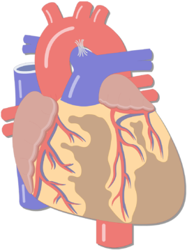 Anterior View Of The Coronary Arteries Of The Heart - Heart Major Blood Vessels (770x406), Png Download