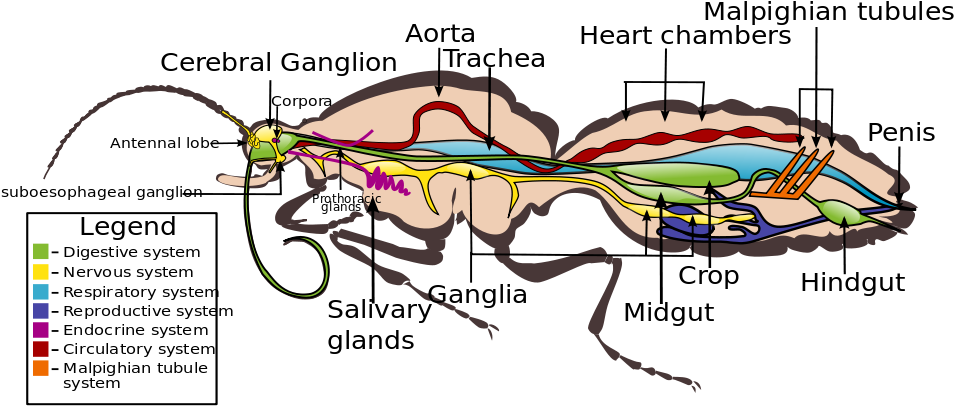 Lepidoptera Wikiwand Circulatory System - Organ System Of A Butterfly (1000x431), Png Download