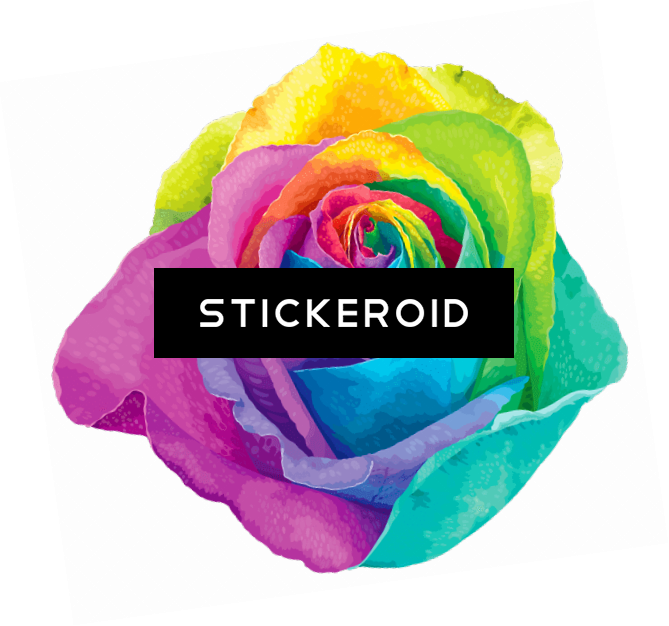 Rainbow Flower - Rainbow Rose With No Background (669x626), Png Download
