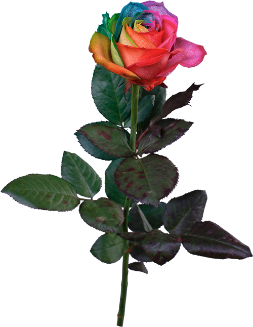 Floribunda (640x645), Png Download