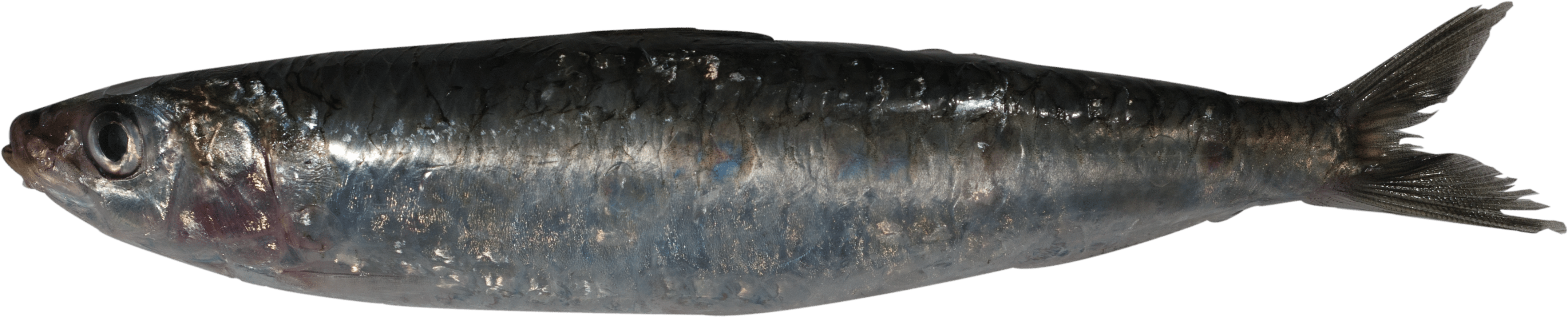 Sardine Png (4724x2953), Png Download