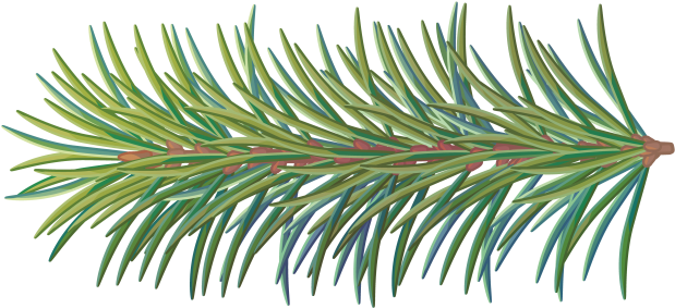 Pine Tree Branch - Portable Network Graphics (866x650), Png Download