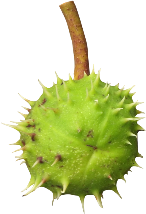 Chestnut Png Transparent Image - Thorns, Spines, And Prickles (894x894), Png Download