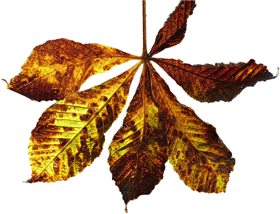 Leaf, Autumn Leaf, Fall Color, Chestnut, Chestnut Leaf - Kastanie Blatt Png (957x720), Png Download