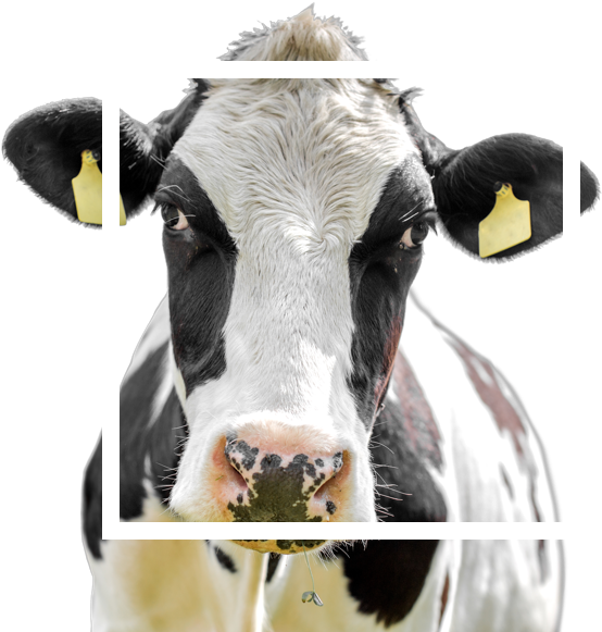 From The Impact Of Dairy Market Volatility - Dairy Cow (782x675), Png Download