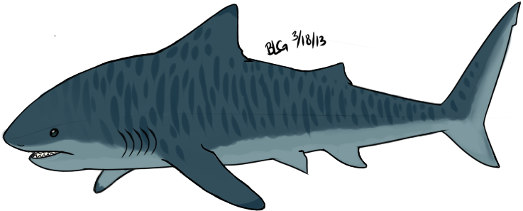 Cartoon Picture Of Tiger Shark (840x381), Png Download