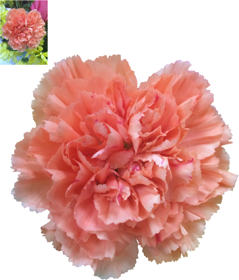 Carnation Png (825x968), Png Download