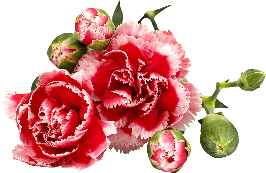 Carnations - Garofano Fiore Dei Morti (1024x1024), Png Download