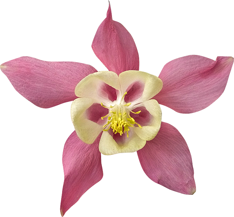 2018 03 27 - Orchidée Détourée Libre Droit Gratuite (750x695), Png Download