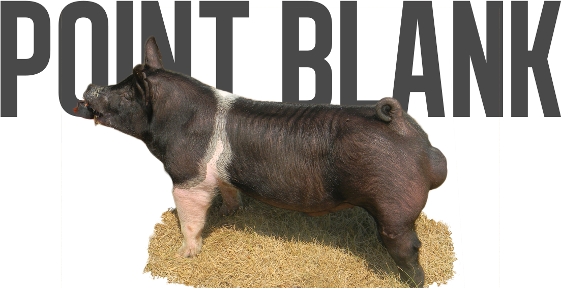 Point Taken X Unreal - Wild Boar (1131x576), Png Download