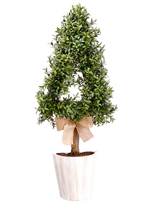 30" Cone-shaped Boxwood Wall Topiary In Pot Green - Flowerpot (800x800), Png Download