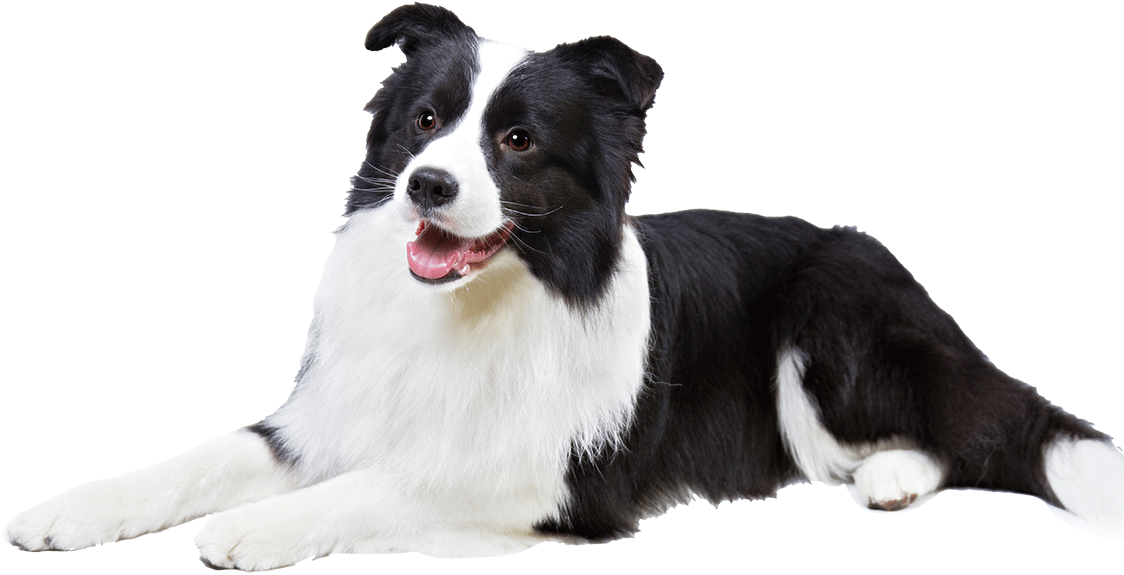 Clip Art Dog Breed Information Famil - Border Collie Transparent Background (1170x780), Png Download