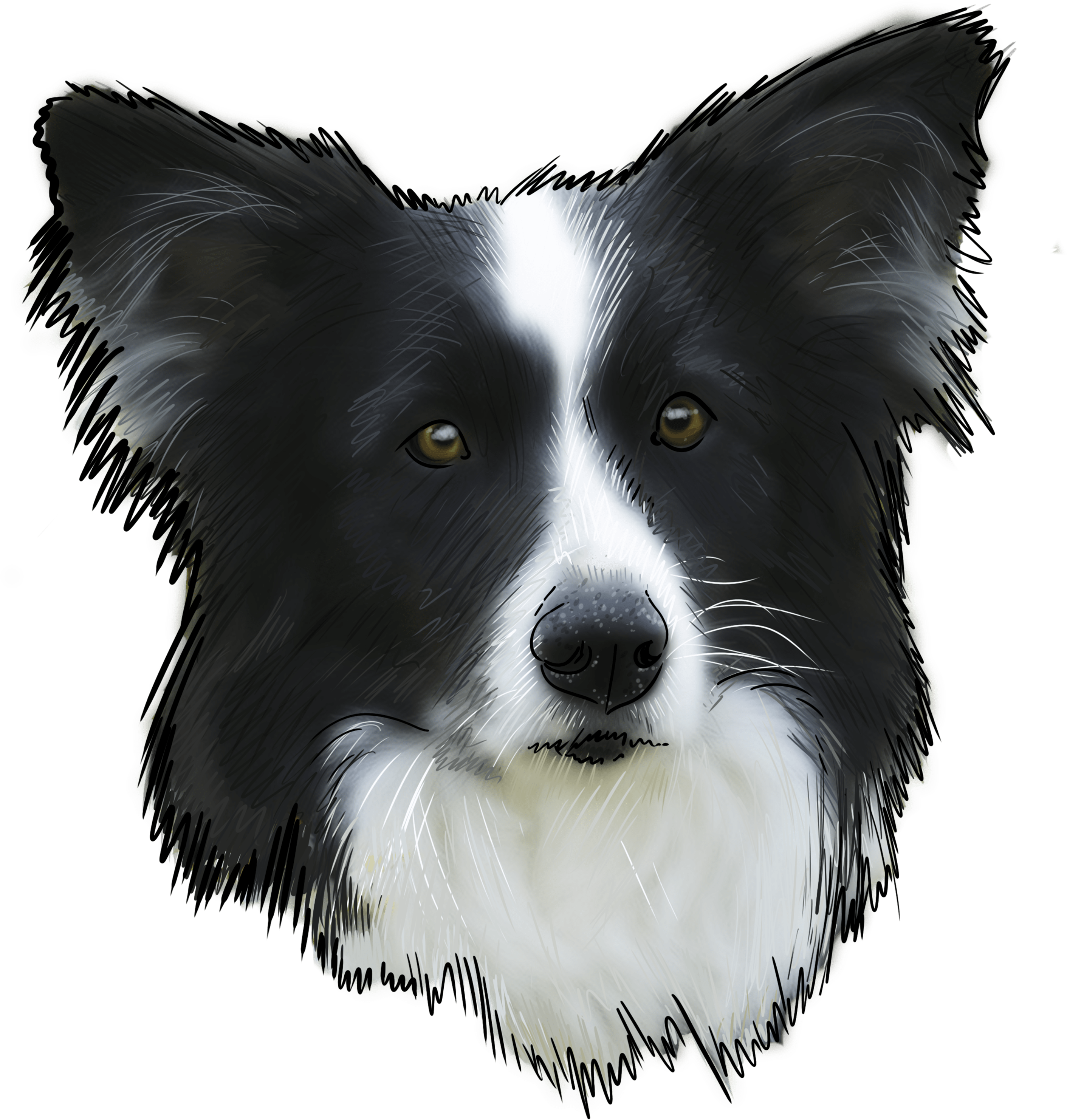 68 Why Are You A Border Collie - Fehlt Hundekalender 2018 Border Collie (3000x3000), Png Download