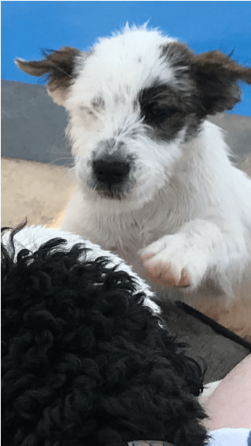 Medium Female Border Collie Mix Dog In Vic - Parson Russell Terrier (638x638), Png Download