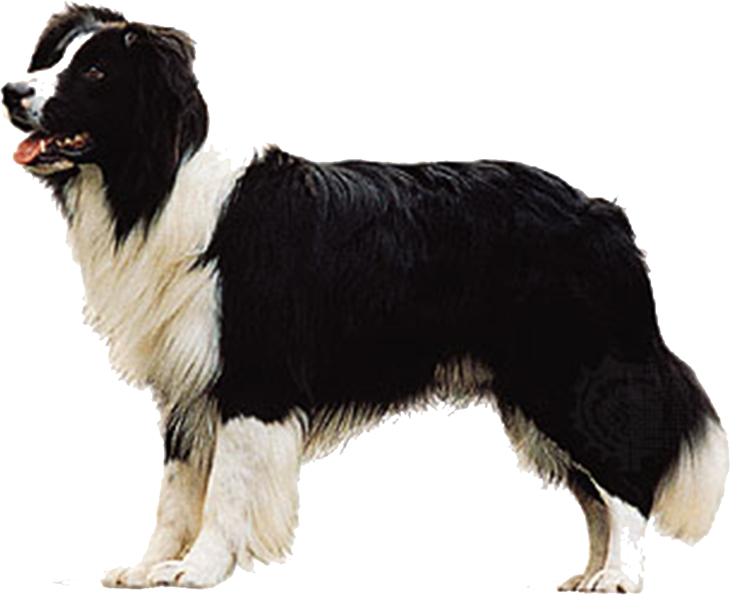 Border Collie Dog (1052x856), Png Download