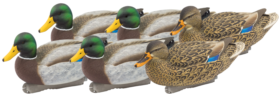 Final Approach Livecraft Floating Mallard Decoys - Mallard (1100x1100), Png Download