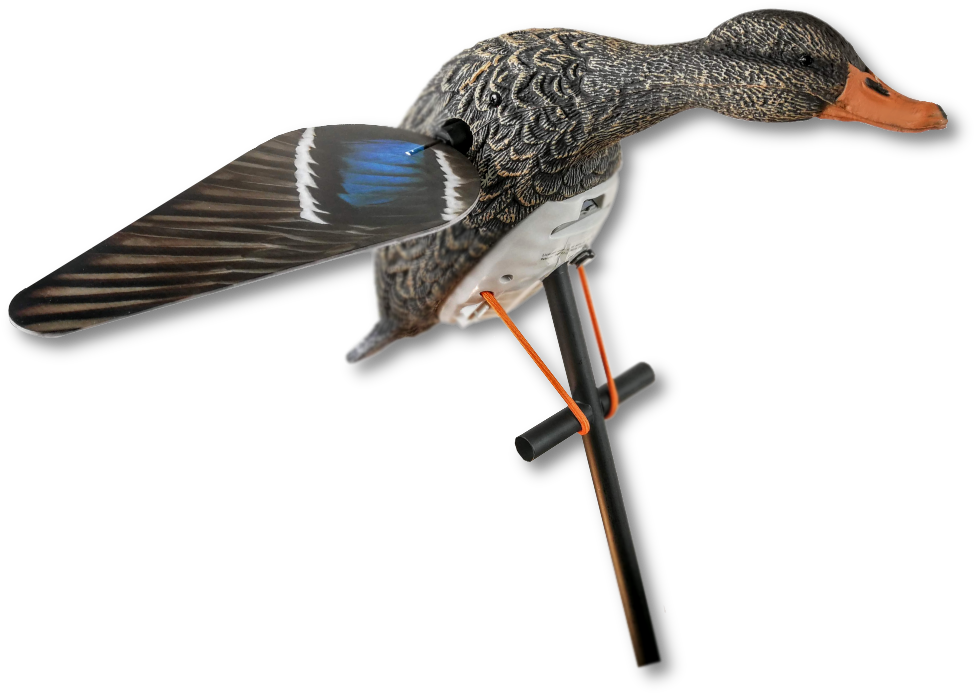 Lucky Hd Hen Mallard Spinner - Mallard (1000x1000), Png Download