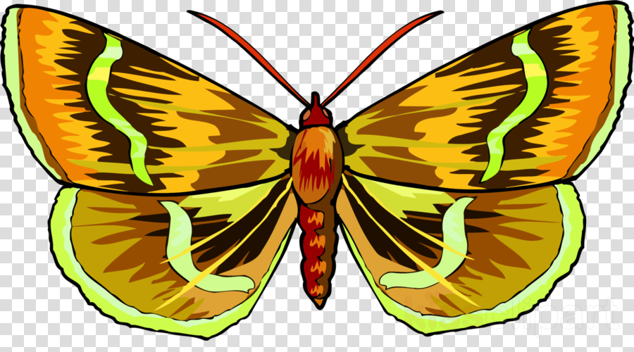 Colorful Butterfly Clipart Monarch Butterfly Brush-footed - Clip Art (900x500), Png Download