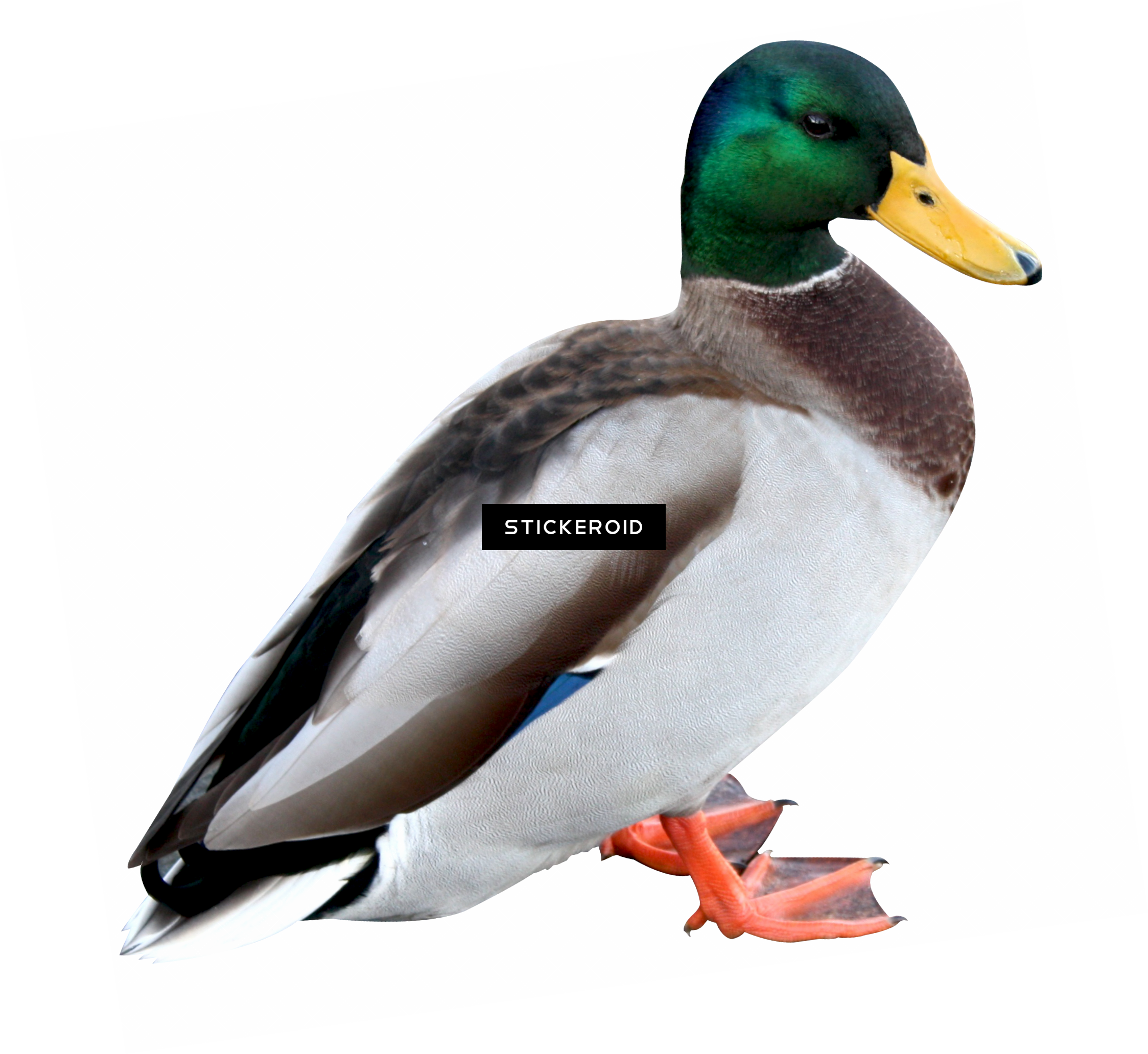 Duck - Portable Network Graphics (2247x2064), Png Download