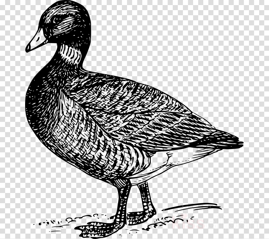 Brant Bird Drawing Clipart Mallard Goose Duck - Goose Png Drawing (900x800), Png Download