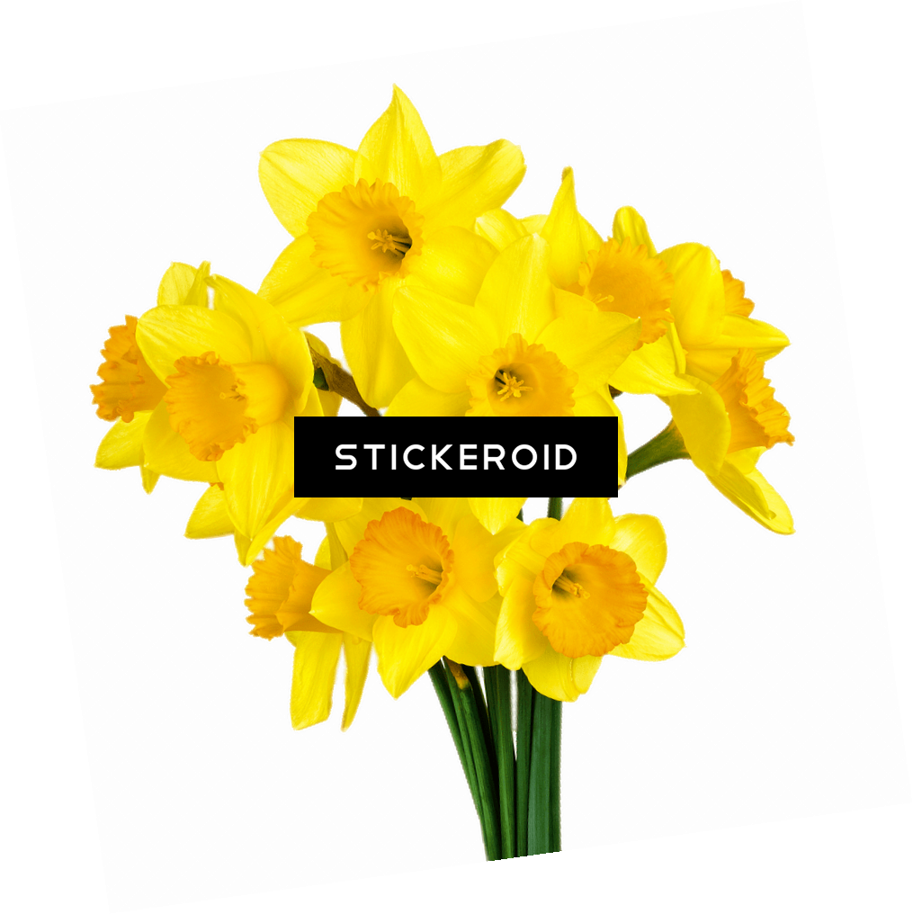 Daffodil Bunch - Bunch Of Daffodils (1015x1016), Png Download