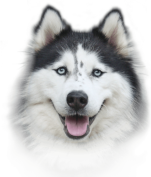 Bio-groom Extra Body Shampoo (500x600), Png Download