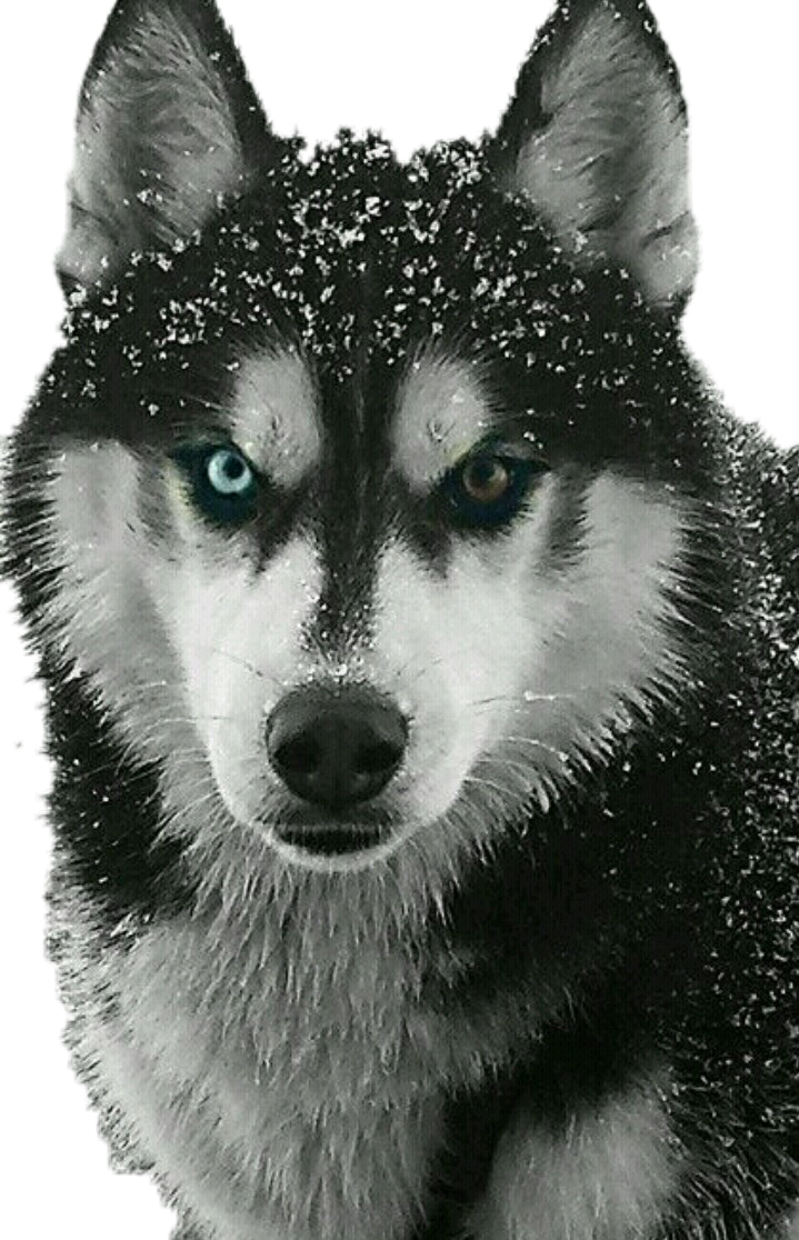 Jpg Library Library Check Out The Sticker I Made With - Siberian Husky (719x1116), Png Download