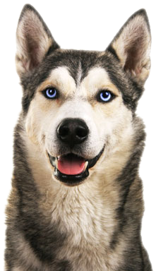 Husky Appearance - Imagine This Wood Breed Decorative Mortgage Sign Husky (300x409), Png Download