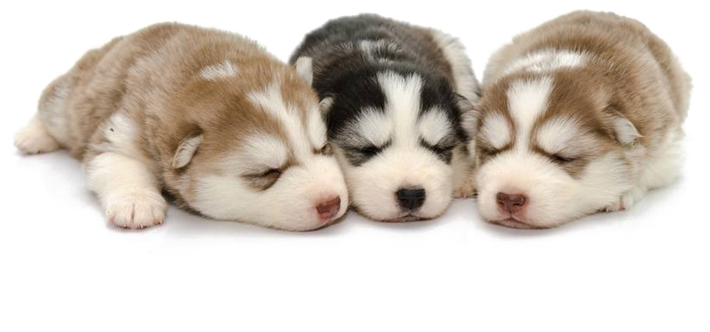Husky Png Background - Siberian Husky Puppy Png (1087x720), Png Download