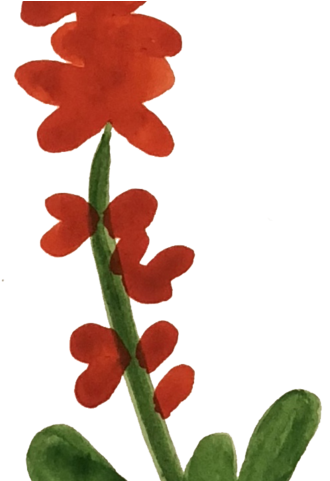 Red Flower (480x480), Png Download