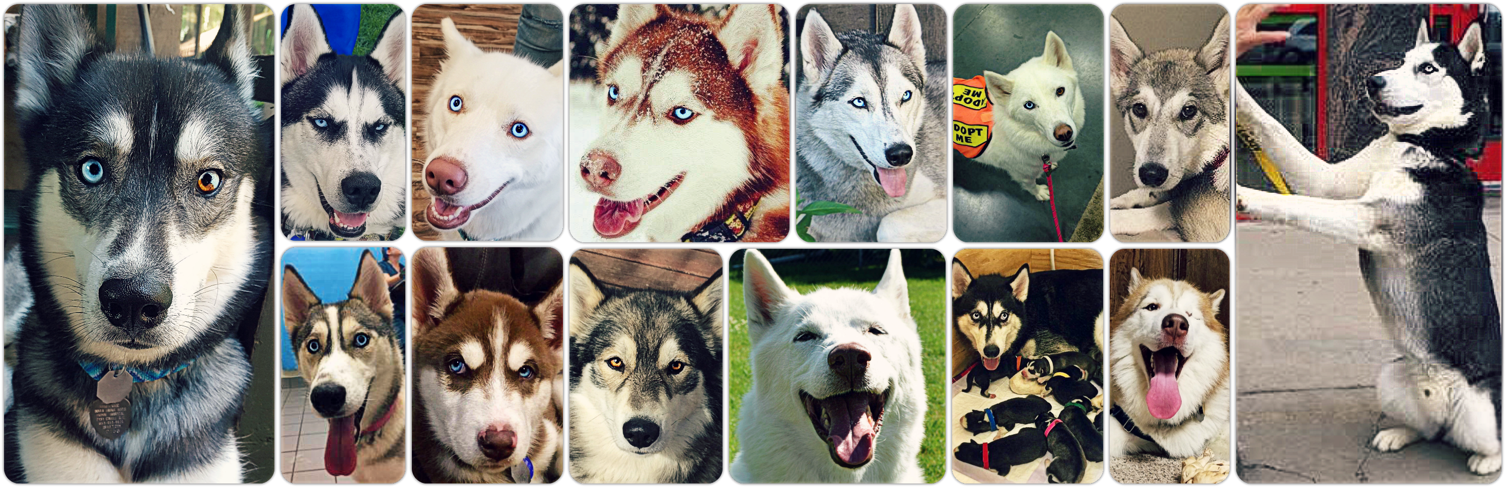 Adopt A Husky Minnesota - Miniature Siberian Husky (3000x980), Png Download