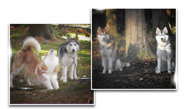 History Siberian Husky History Siberian Husky - Siberian Husky (900x500), Png Download