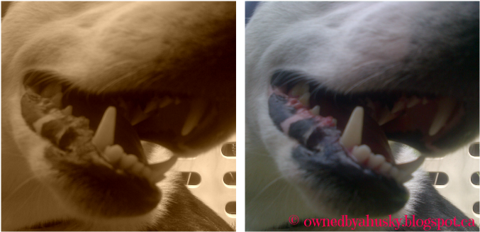 You Don't Want Chompers Like These Biting Down On Your - Fang (700x350), Png Download