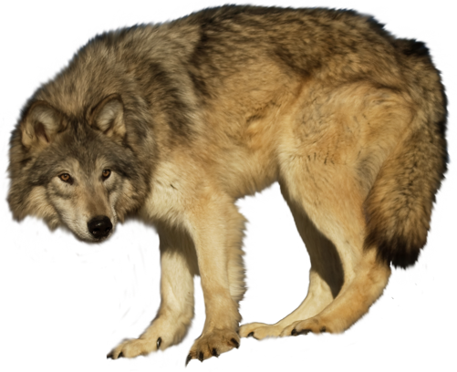 Wa-29 - Wolf Metal Print Wall Art | Lobo (501x408), Png Download