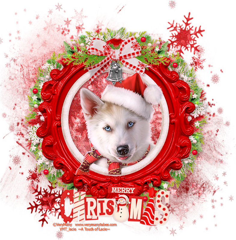 Christmas Husky - Greenland Dog (800x800), Png Download