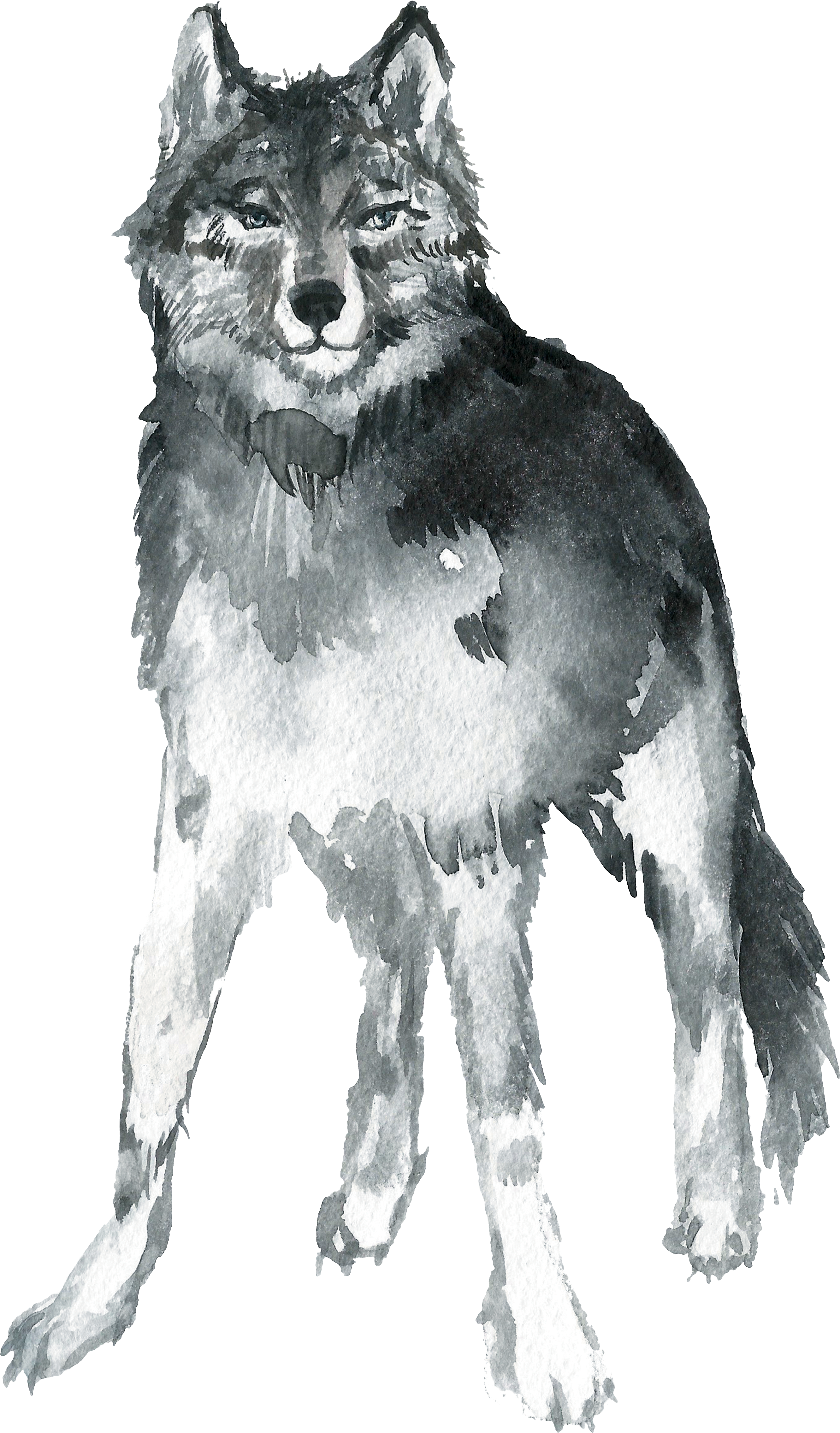 Mackenzie River Husky (2736x4657), Png Download