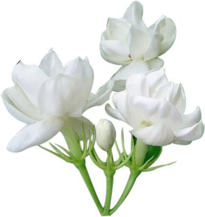 Jasmine Flower Png - Jasmine Png (636x541), Png Download