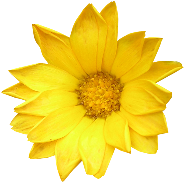 Image001 - Yellow Flowers On A White Background (700x690), Png Download