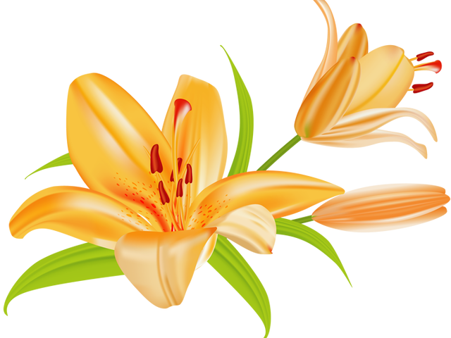 Orange Flower Clipart Single Flower - Lily Clip Art (640x480), Png Download